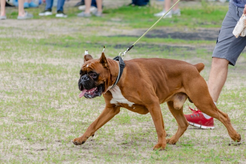 male boxer dog on leash