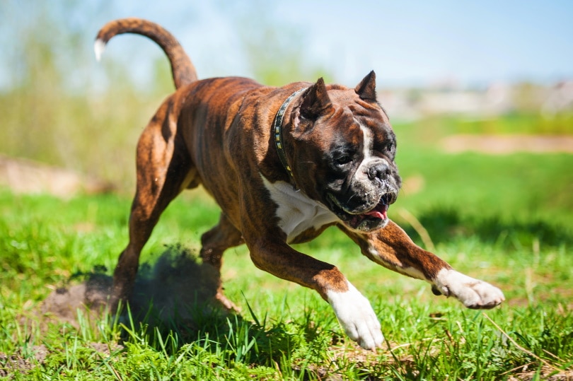 male boxer dog playing