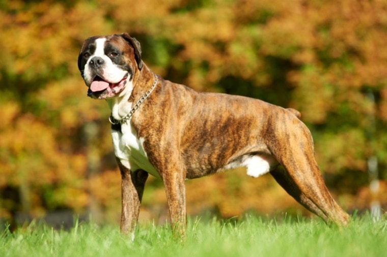 perro boxer macho de pie sobre la hierba