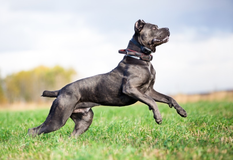 male cane corso jumping