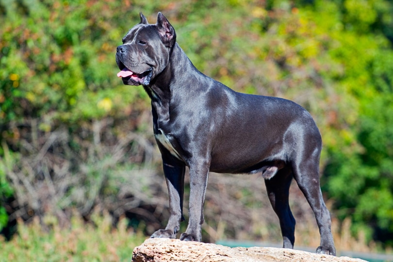 male cane corso standing on a rock