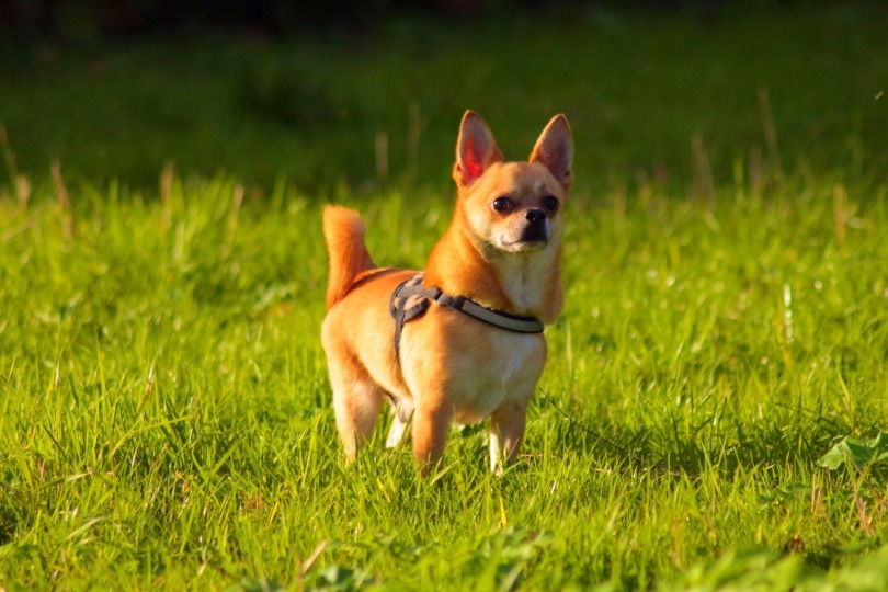 male chihuahua standing on grass
