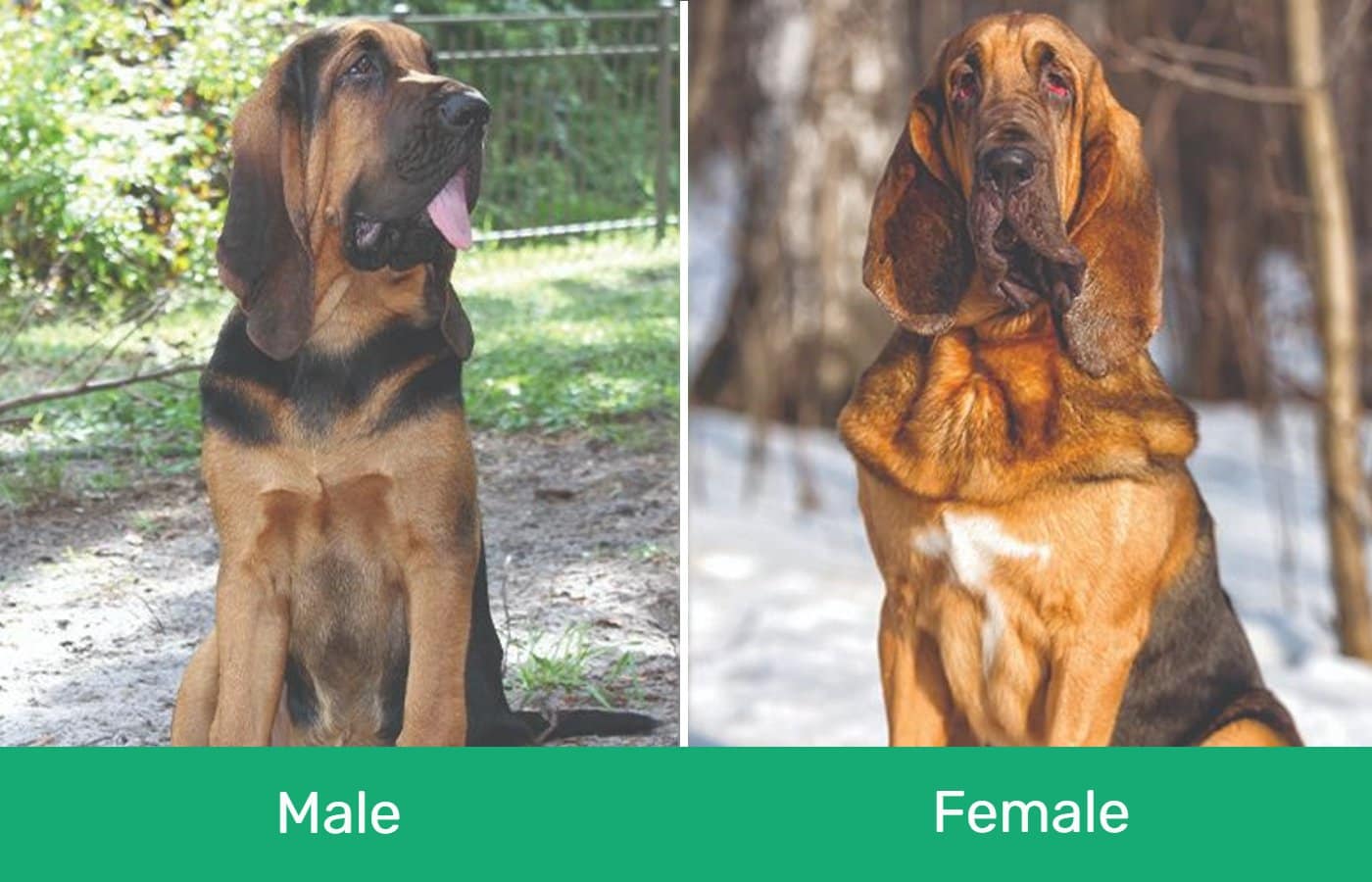 male female bloodhound