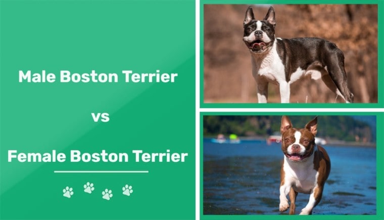 male female boston terrier
