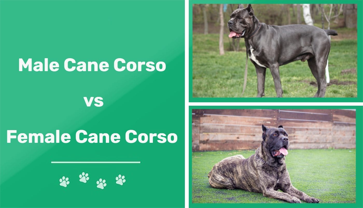 is cane corso a good guard dog