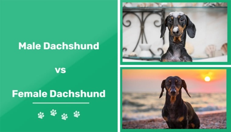 male vs female dachshund