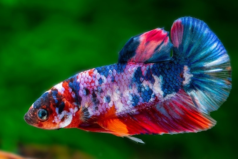 7 Most Expensive Betta Fish in the World (2024 Guide) | Pet Keen