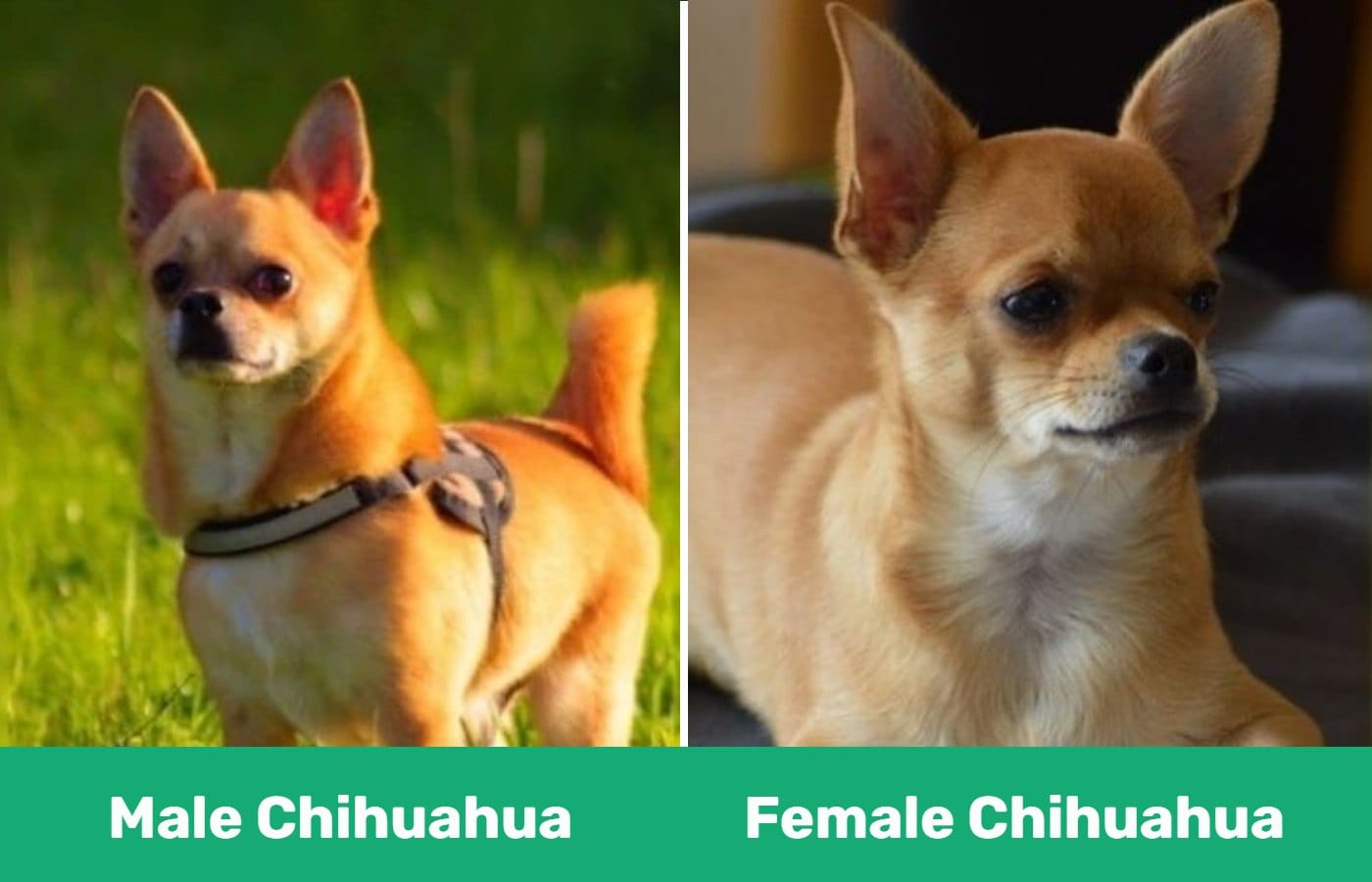 Chihuahuas at a glance
