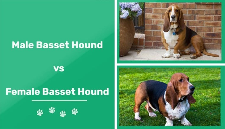 male vs female basset hound