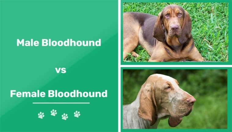 male vs female bloodhound updated