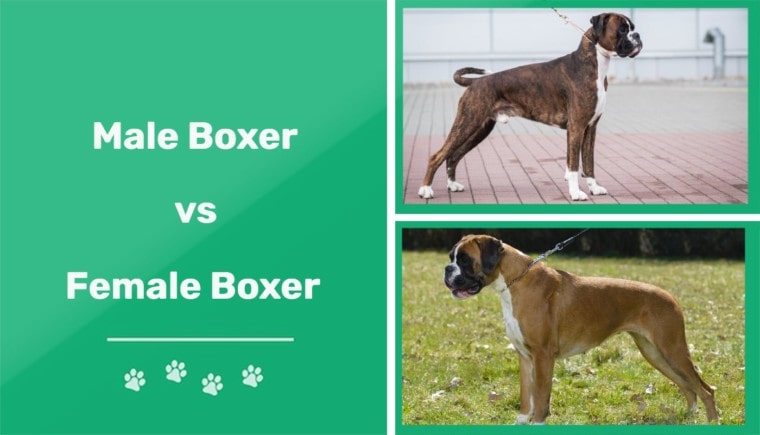 male vs female boxer
