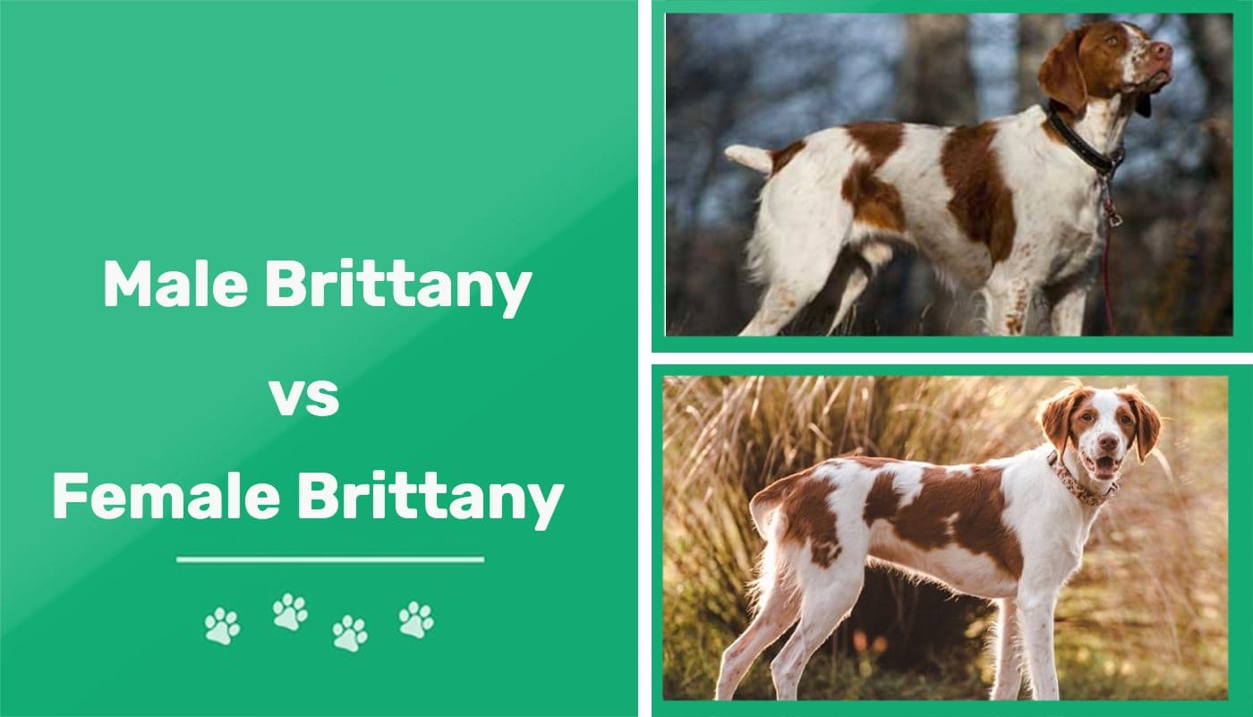 Male vs Female Brittanys WhatпїЅs The Difference (With Pictures) P image