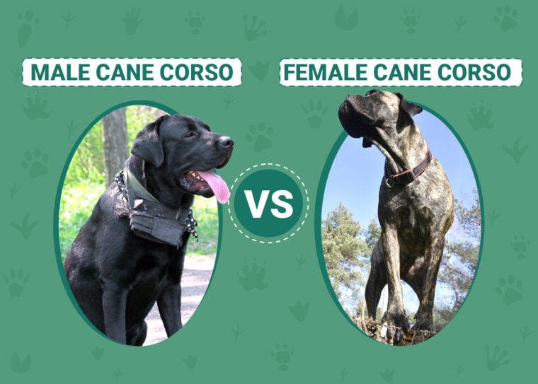 Male vs Female Cane Corso