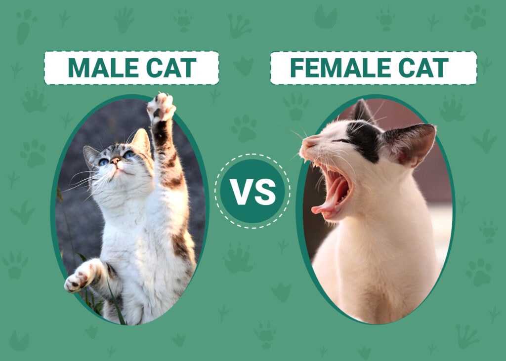 Male Vs Female Cats The Key Differences With Pictures Pet Keen
