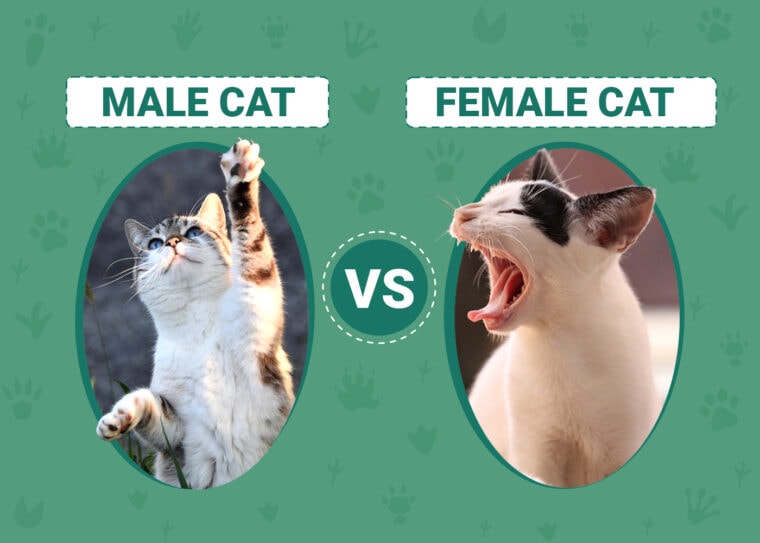 Male vs Female Cats