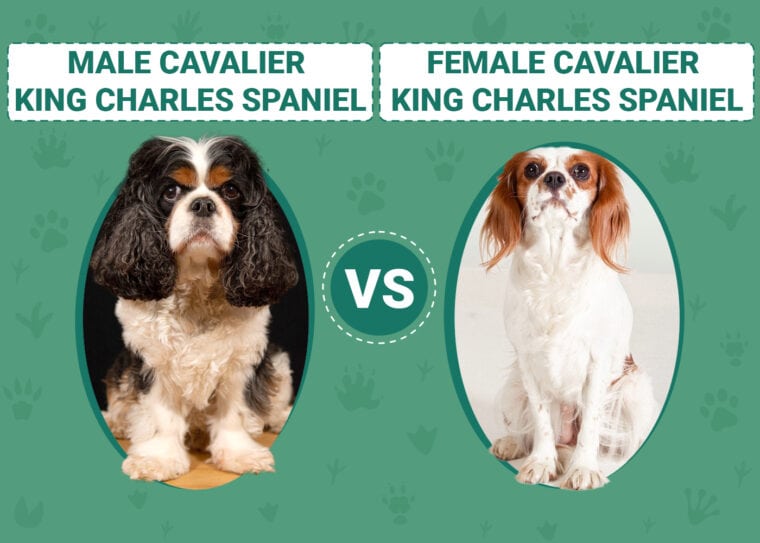 Male vs Female Cavalier King Charles Spaniels