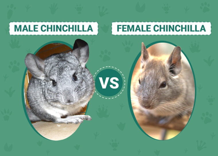 Male vs Female Chinchilla