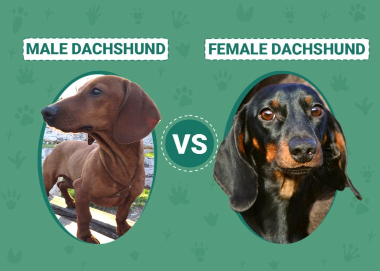 Male vs Female Dachshund