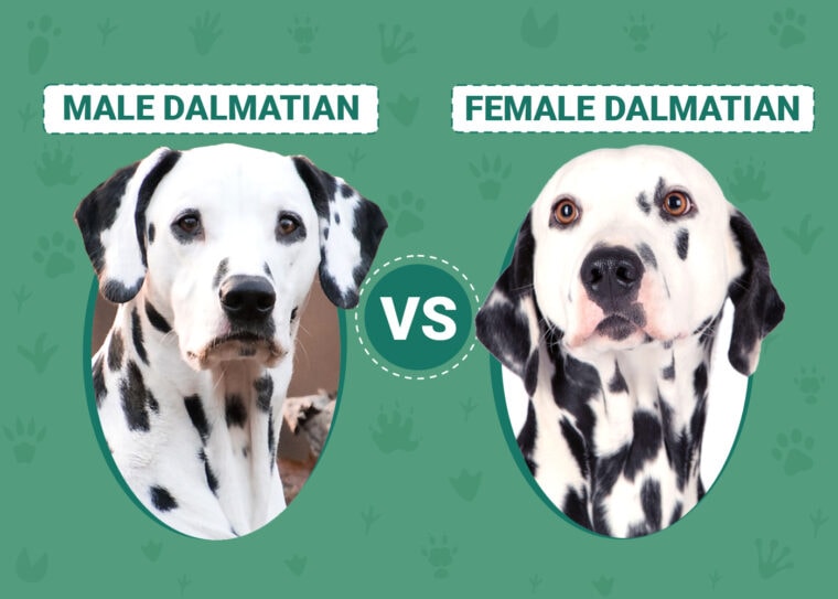 Male vs Female Dalmatians