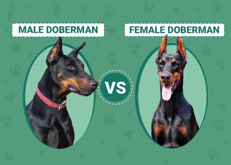 Male vs Female Dobermans