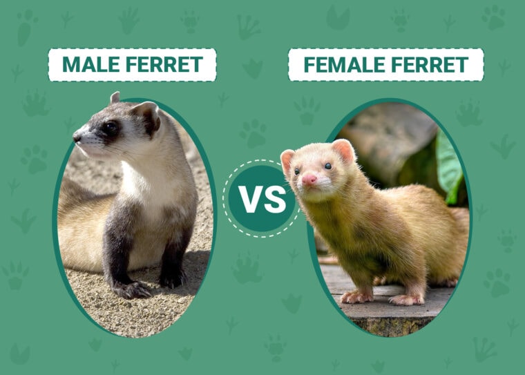 Male vs Female Ferret