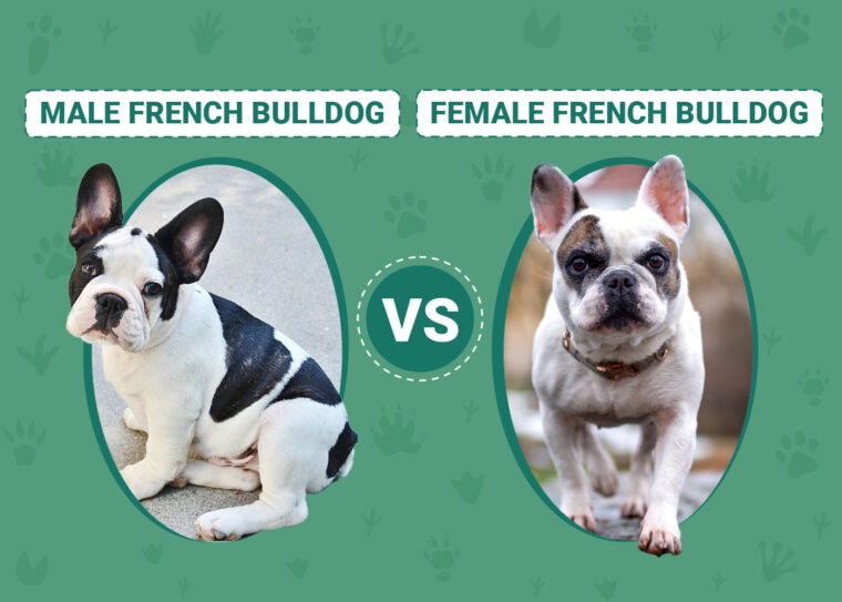 Male vs Female Bulldog
