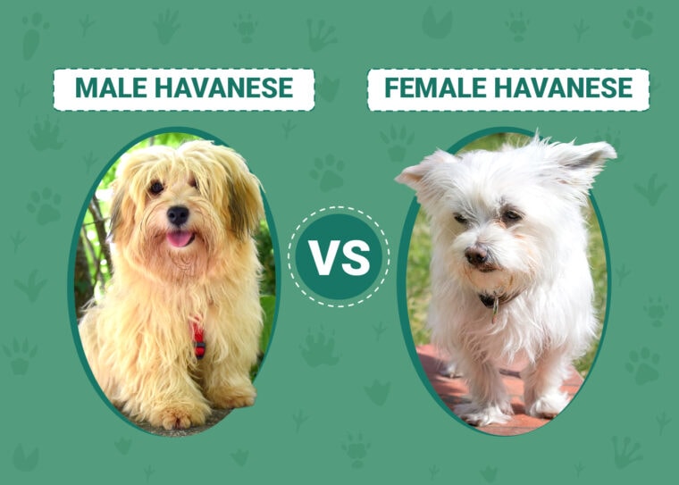 Male vs Female Havanese