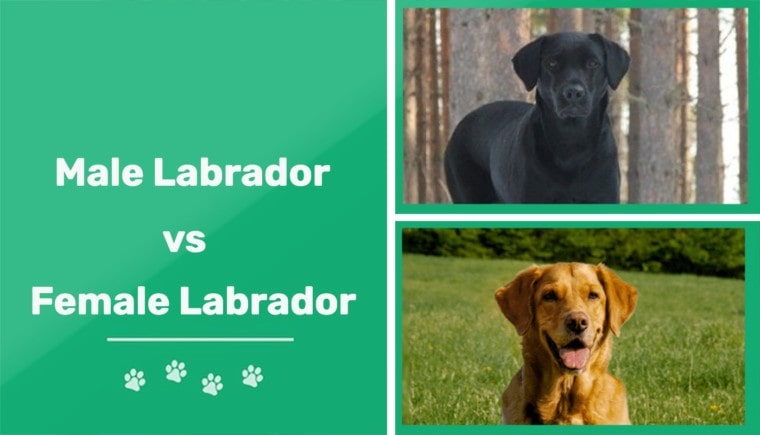 male vs female labrador featured image