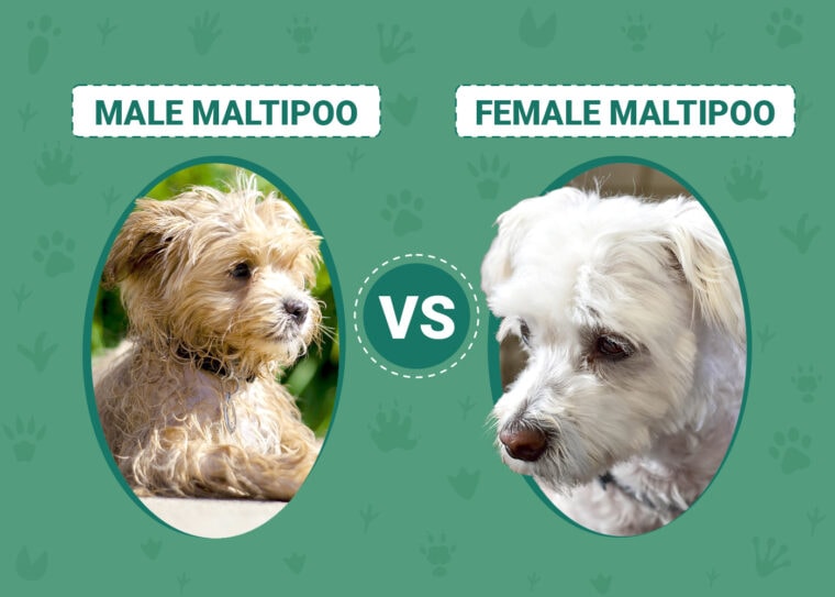 Male vs Female Maltipoo