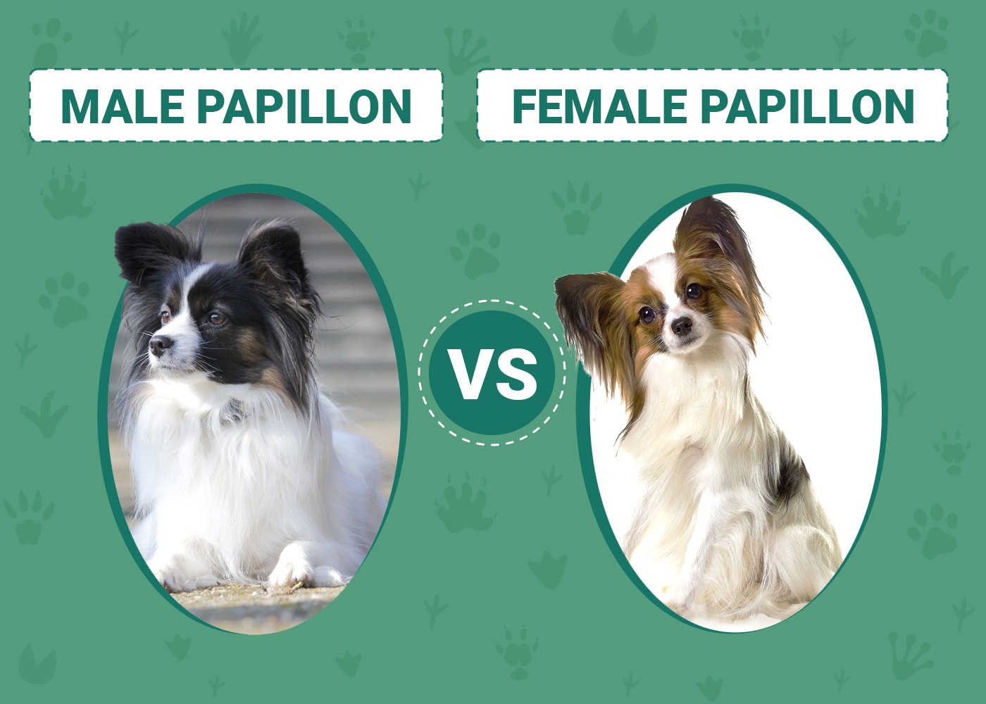 Male vs Female Papillon: What's The Difference (With Pictures) – Dogster