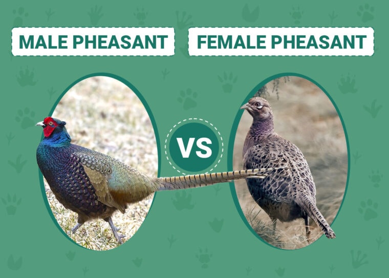 Male vs Female Pheasant