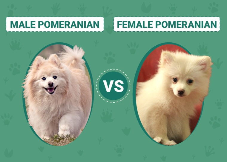 Male vs Female Pomeranians