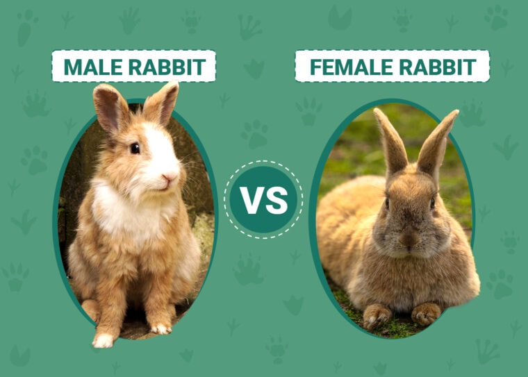 Male Vs. Female Rabbit
