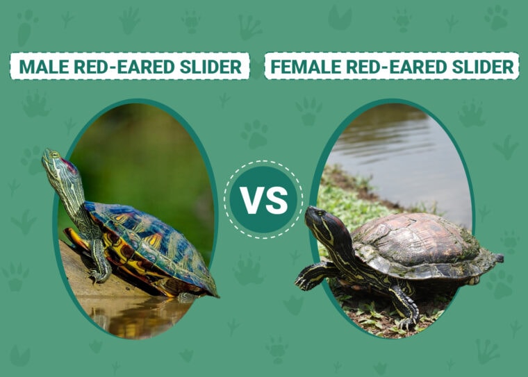 Male vs Female Red Eared Slider Turtles