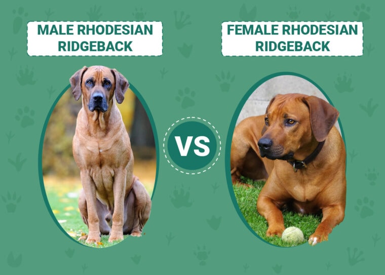 Male vs Female Rhodesian Ridgeback