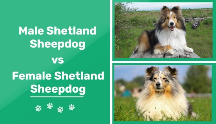 male vs female shetland sheepdog featured image
