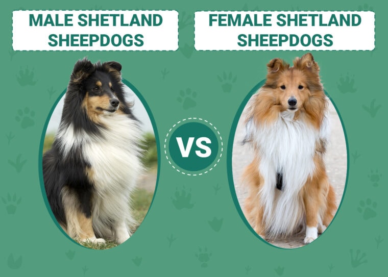 Male vs. Female Shetland Sheepdogs