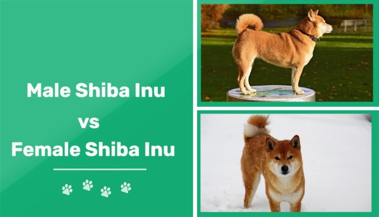 male vs female shiba inu Featured image