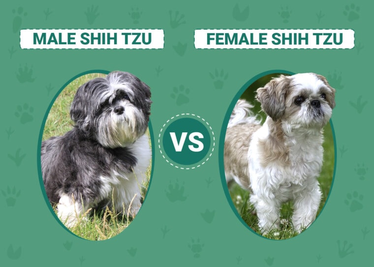 Male vs Female Shih Tzus