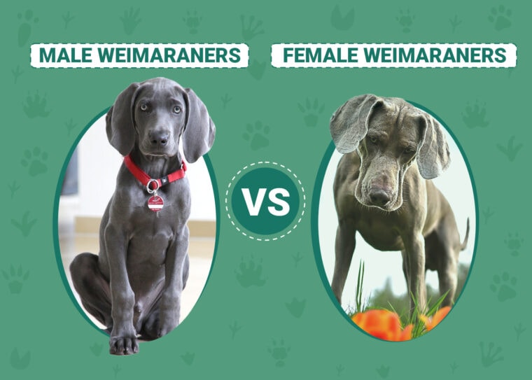 Male vs Female Weimaraners