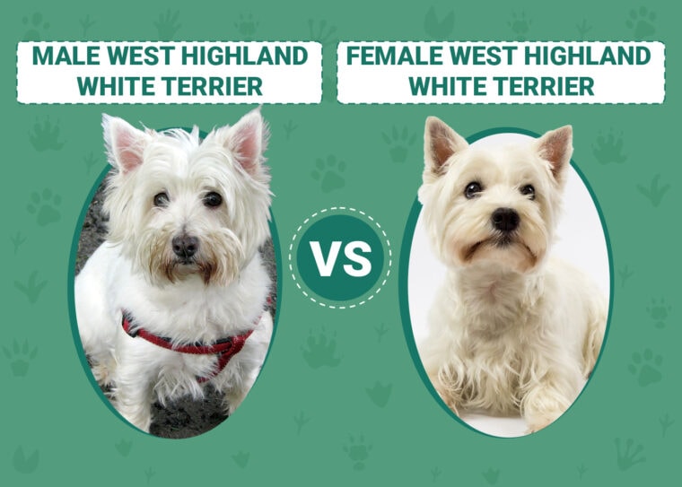 Male vs Female West Highland White Terriers