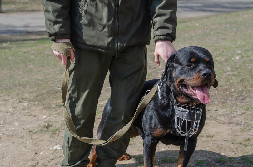 रॉटवीलर कुत्ते के साथ सैन्य आदमी