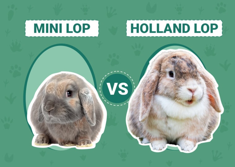 Mini Lop vs. Holland Lop