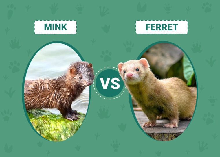 Mink vs Ferret