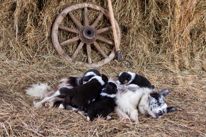 mother border collie and puppies