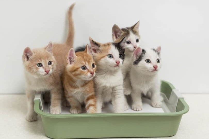 एक कूड़े के डिब्बे में कई बिल्ली के बच्चे