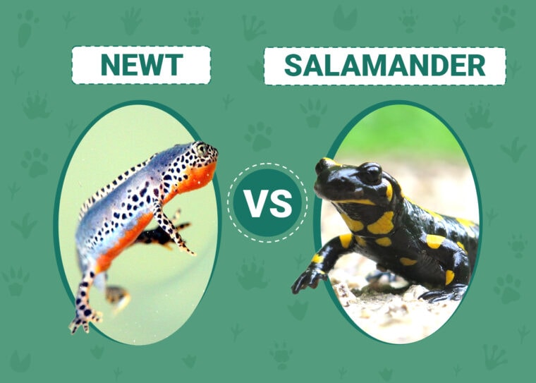 Newt vs. Salamander