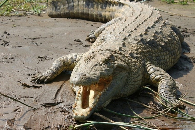 nile crocodile
