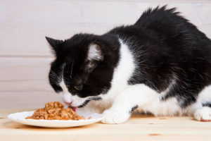 old black and white cat eating