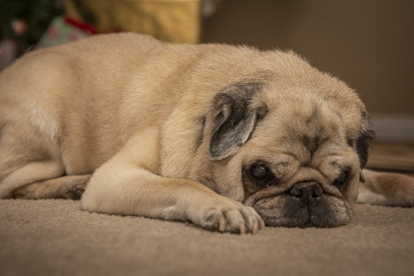 old pug lying on the carpet